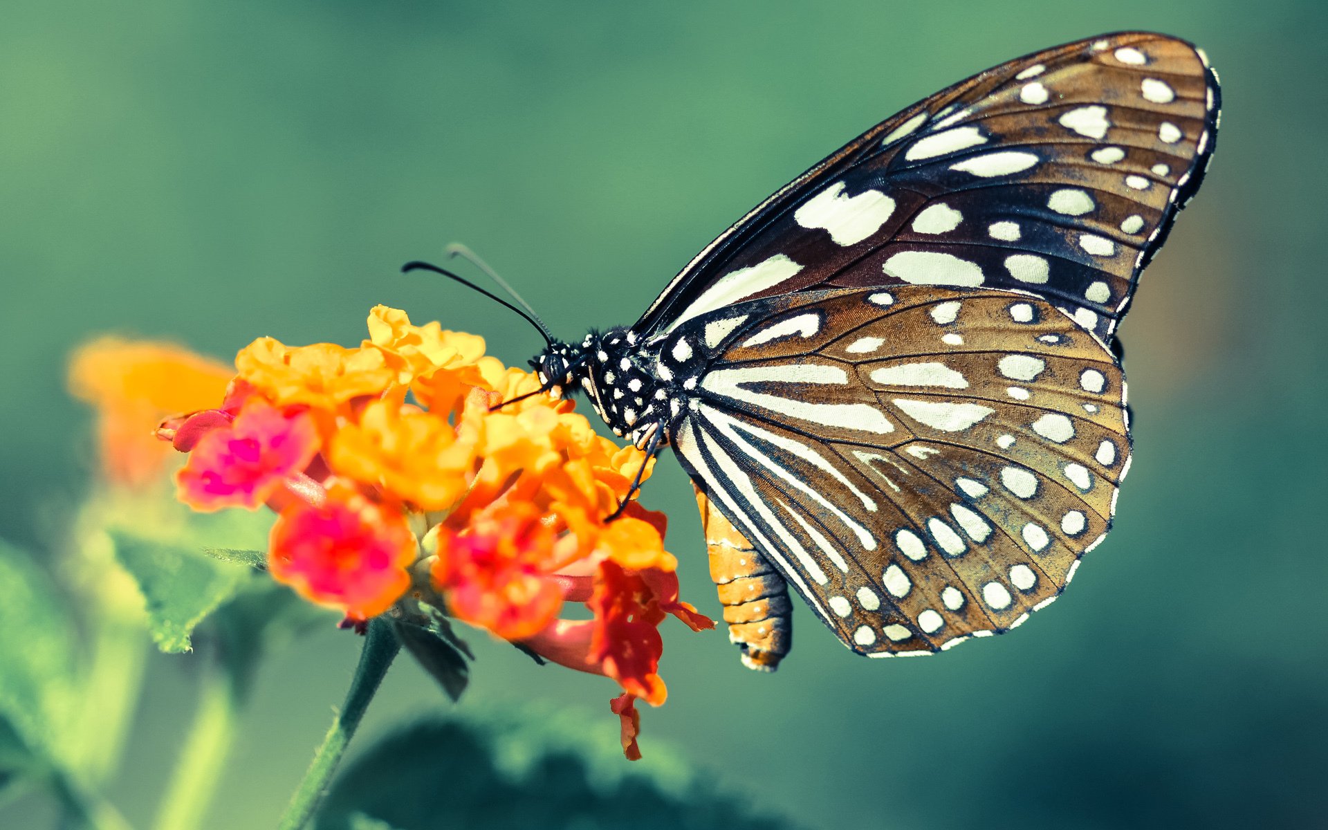 库尔图瓦跨界执教创奇迹，南美风暴席卷圣西罗，智利国家二队完胜AC米兰