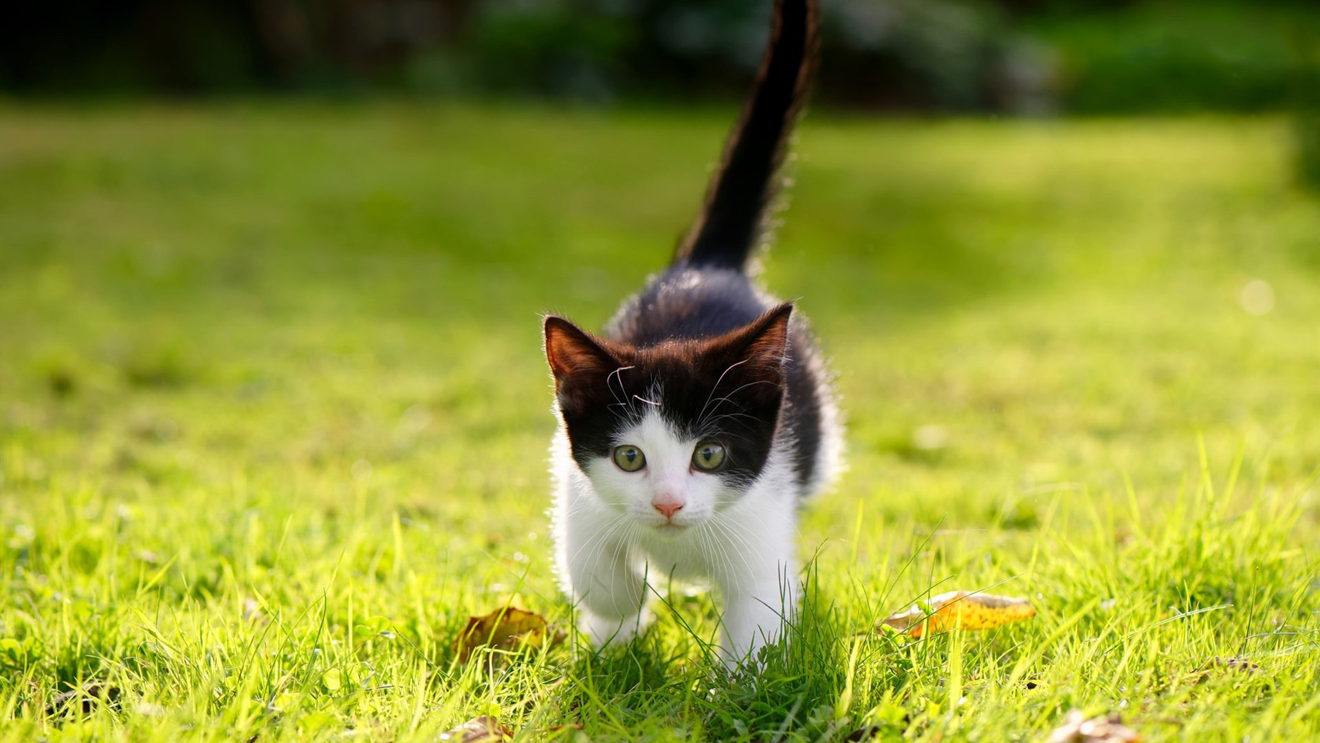 冷雨夜,两种胜利,巴西的团队荆棘与莫德里奇的个人火焰