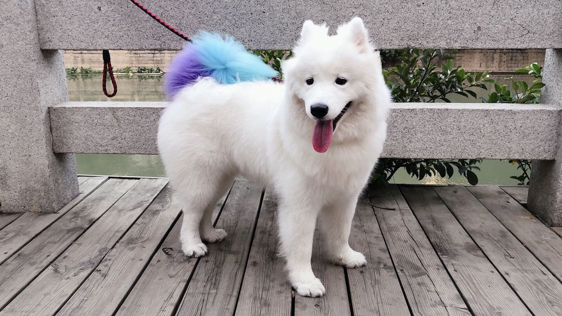 双重胜利，日本队的团体荣耀与桃田贤斗的个人突破