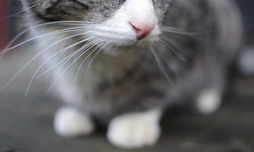 红魔火力席卷首尔，努涅斯獠牙初现锋芒