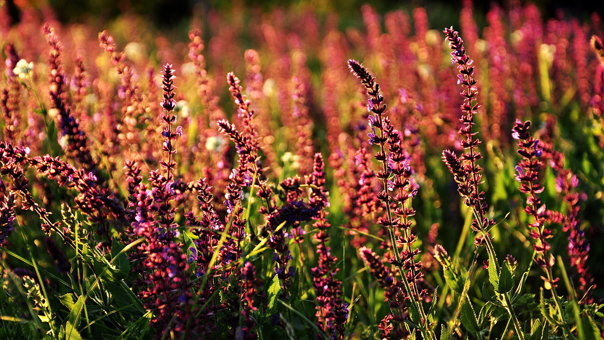 交通管制！贝林厄姆在罗马-尤文街道赛中接管一切