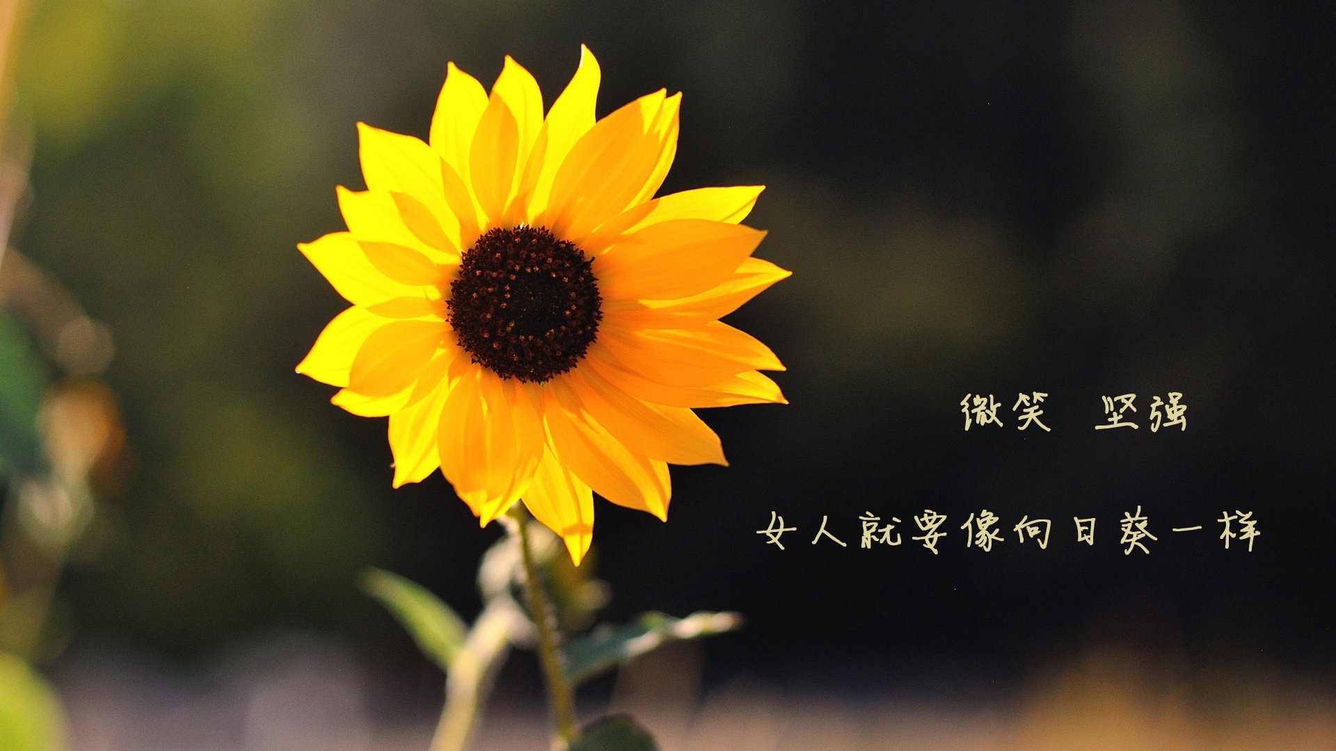 节奏之争,2026世界杯H组焦点战,斯洛伐克如何用压制战术锁定胜局,德容成中场灵魂